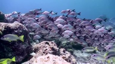 Resifteki tropik balık sürüsü yiyecek arıyor..