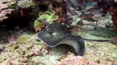 Mercan Resifi 'nin kumlu dibinde mavi lekeli vatoz..