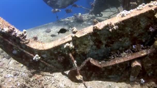 Naufragio Salem Express deep underwater Mar Rosso . — Video Stock