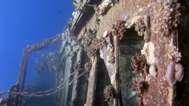 Schiffswrack Salem Express tief unter Wasser rotes Meer. — Stockvideo