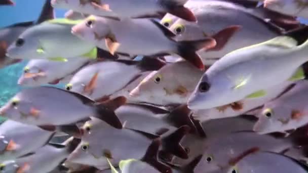 Школа тропических рыб на рифе в поисках пищи. — стоковое видео