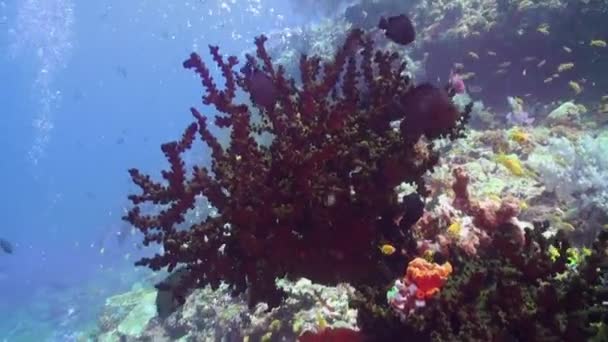 Mjuk korall på bakgrunden havsbottnen under vattnet i Maldiverna. — Stockvideo