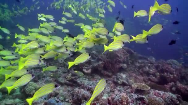 Scuola di pesce giallo a strisce su fondo chiaro fondale marino sott'acqua alle Maldive . — Video Stock