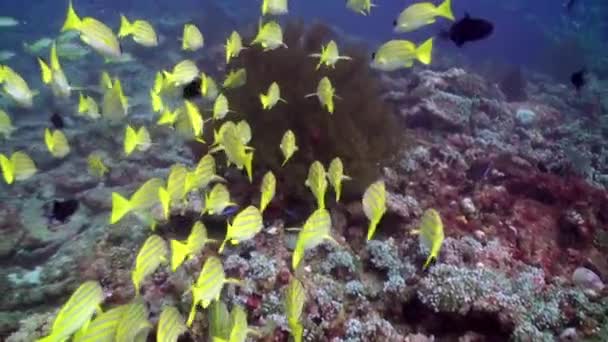 Scuola di pesce giallo a strisce su fondo chiaro fondale marino sott'acqua alle Maldive . — Video Stock
