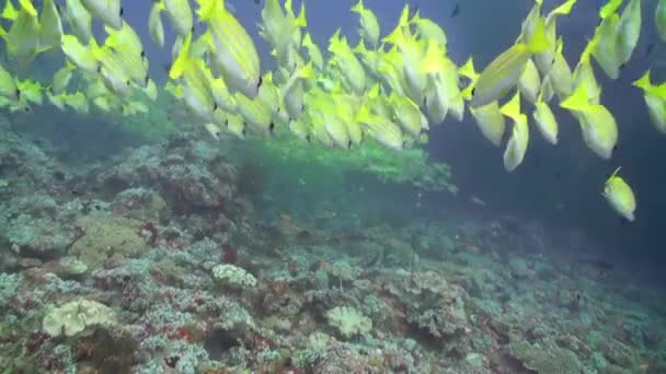 Arka plan açık deniz dibinin sualtı Maldivler üzerinde çizgili sarı balık sürüsü. — Stok video