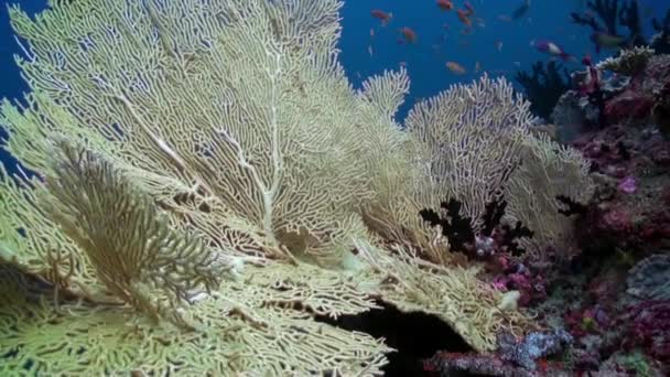 Gorgoniano no fundo da escola de peixe vermelho em corais subaquáticos no mar. — Vídeo de Stock