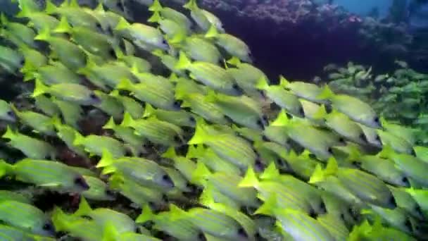 Escuela de peces amarillos rayados sobre fondo fondo marino claro bajo el agua en Maldivas . — Vídeos de Stock