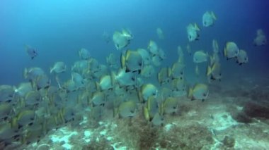 Resifteki tropik balık sürüsü yiyecek arıyor..