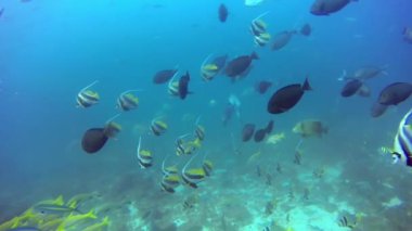 Resifteki tropik balık sürüsü yiyecek arıyor..