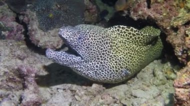 Daha temiz balık temizleme mercan kayalıklarında moray balığı.