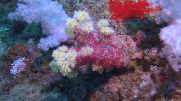 Prachtig rood zacht koraalrif in tropisch water. — Stockvideo