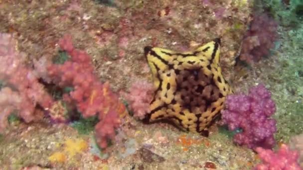 Όμορφη κόκκινο μαλακό κοραλλιογενή ύφαλο σε τροπικά νερά. — Αρχείο Βίντεο