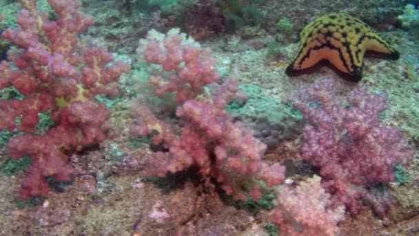 Hermoso arrecife de coral rojo suave en agua tropical . — Vídeo de stock