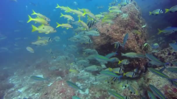 먹이를 찾아 산호초에 있는 열대어 떼. — 비디오