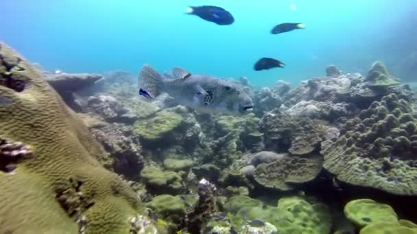 Unterwasserlandschaft des tropischen Korallenriffs. — Stockvideo