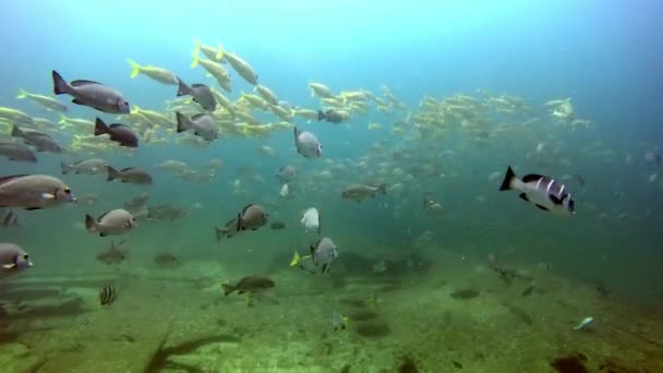A trópusi korallzátonyok víz alatti tengeri táj. — Stock videók