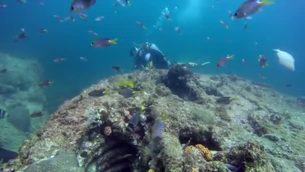 Paisaje marino submarino de arrecife de coral tropical . — Vídeos de Stock