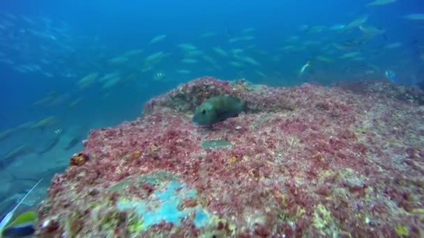 Paisaje marino submarino de arrecife de coral tropical . — Vídeo de stock
