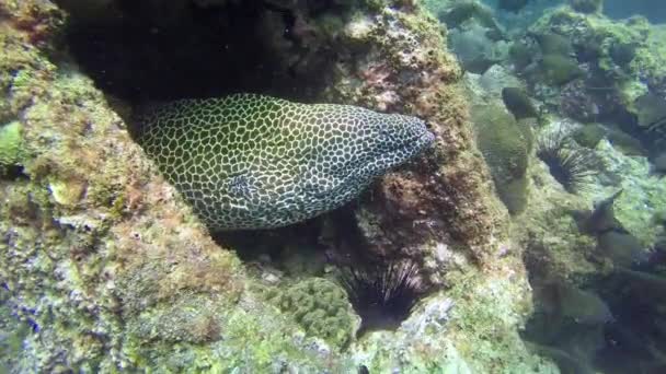 Daha temiz balık temizleme mercan kayalıklarında moray balığı. — Stok video