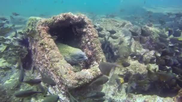 Cleaner wrasse fish cleaning moray eel on reef. — ストック動画
