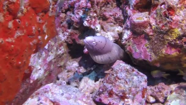 Cleaner wrasse fish cleaning moray eel on reef. — Stock Video
