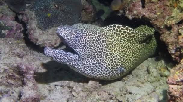 Limpiador wrasse pescado limpieza morena en el arrecife . — Vídeo de stock