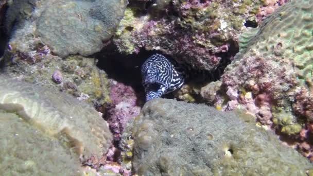 Nettoyant wrasse poisson nettoyage murène anguille sur récif . — Video