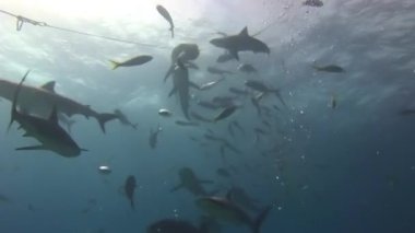 Bahamalar 'daki deniz yaban hayatında köpekbalığı sürüsü olan insanlar..