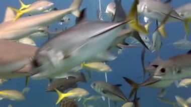 Bahamalar 'daki deniz yaban hayatında köpekbalığı sürüsü olan insanlar..