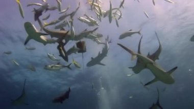 Gri resif köpekbalıkları sualtı dalgıçları yakınında Bahamalar.