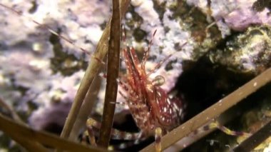 Deniz tabanındaki çimenlerde yiyecek arayan kırmızı karidesler..