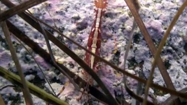 Çimenlerdeki kırmızı karidesler su altında yiyecek arıyorlar..