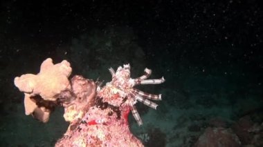 Arka plandaki deniz zambakları Kızıldeniz 'de su altında kızıl mercanlar..
