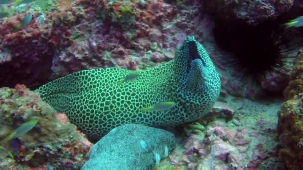 Limpiador wrasse pescado limpieza morena en el arrecife . — Vídeos de Stock