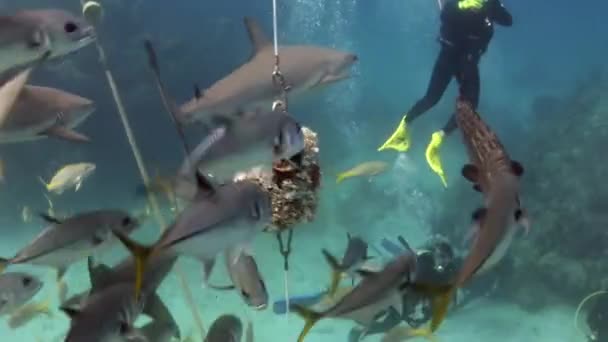 Personas con manada de tiburones en la fauna marina submarina de Bahamas. — Vídeo de stock