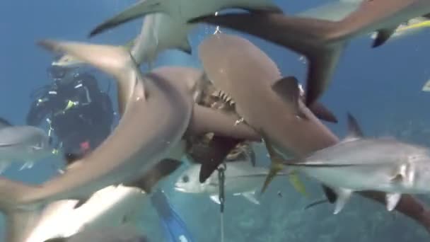 People with pack of sharks in underwater marine wildlife of Bahamas. — Stock Video