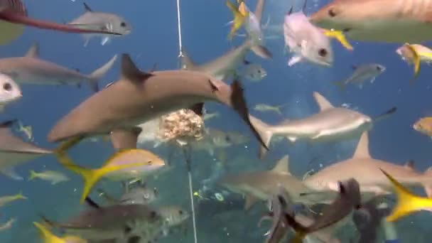 Άτομα με αγέλη καρχαριών στην υποθαλάσσια άγρια φύση των Μπαχαμών. — Αρχείο Βίντεο