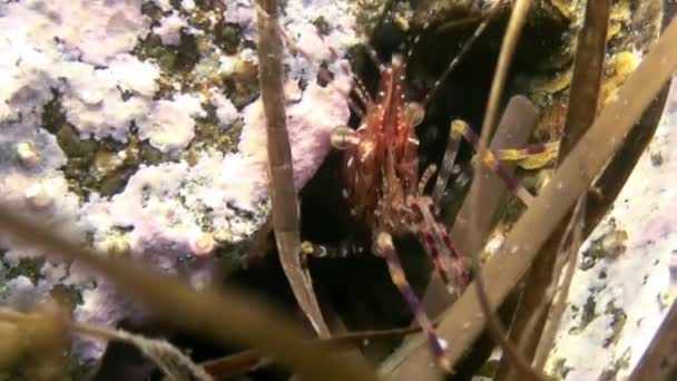 Crevettes rouges dans l'herbe sur les fonds marins sous l'eau à la recherche de nourriture. — Video