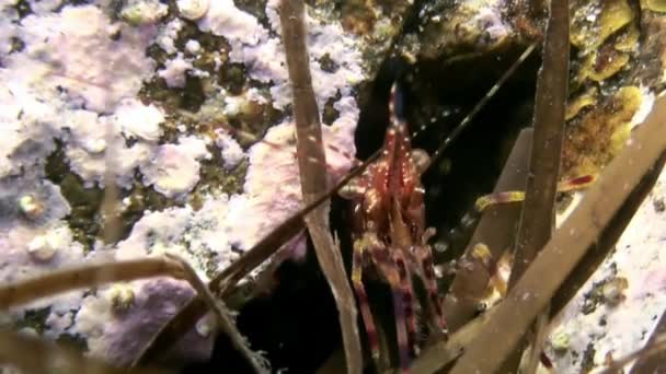 水中の海底にある草の中の赤いエビが食べ物を探しています. — ストック動画