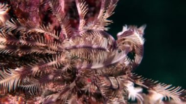 Arka plandaki deniz zambakları Kızıldeniz 'de su altında kızıl mercanlar..