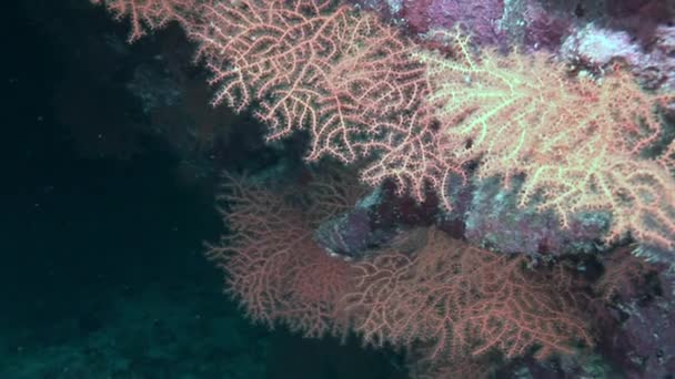 Corail mou sur fond fond marin sous-marin en mer Rouge. — Video