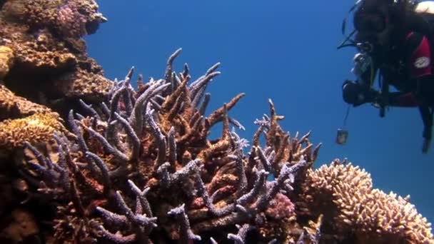 Coralli di Staghorn sul fondo sabbioso della barriera corallina sul Mar Rosso — Video Stock