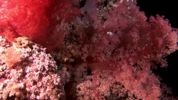 Hermoso arrecife de coral rojo suave en agua tropical . — Vídeos de Stock