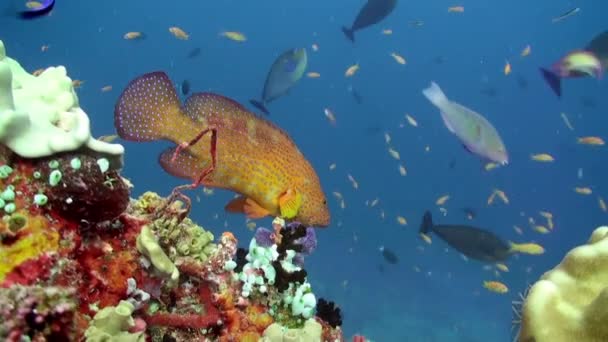 Grouper närbild under vattnet på bakgrunden Marina landskap i Röda havet. — Stockvideo