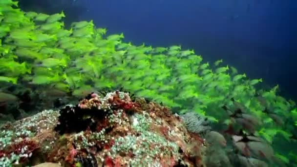 Szkoła paski żółte ryby na podłoże czyste DNA pod wodą w Malediwy. — Wideo stockowe