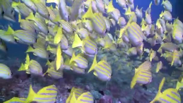 Schwarm gestreifter, gelber Fische auf klarem Meeresboden auf den Malediven. — Stockvideo