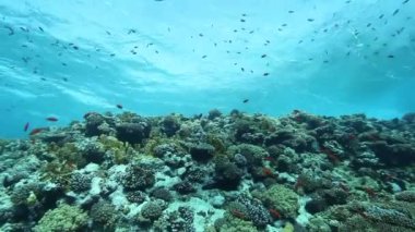 Tropikal mercan resif sualtı deniz manzara.