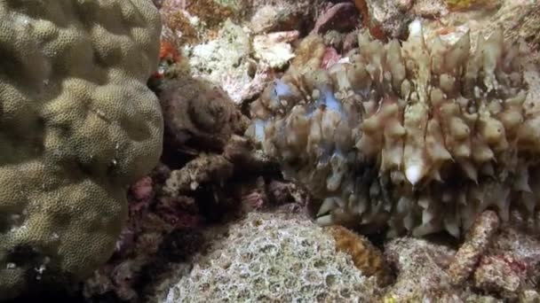 Podvodní růžové tropické korály Gorgonaria na mořském dně Filipínského moře. — Stock video