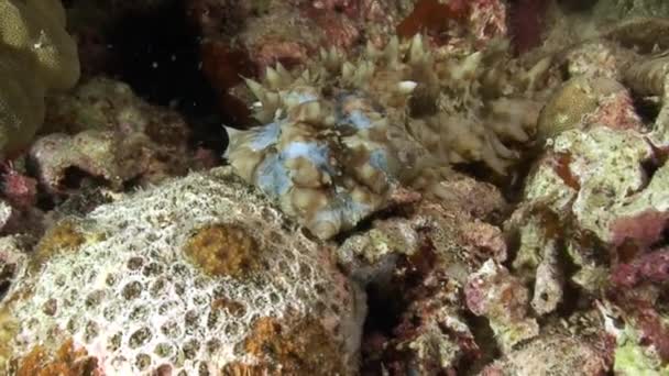 Underwater pink tropical coral Gorgonaria on seabed of Philippine Sea. — Stock Video