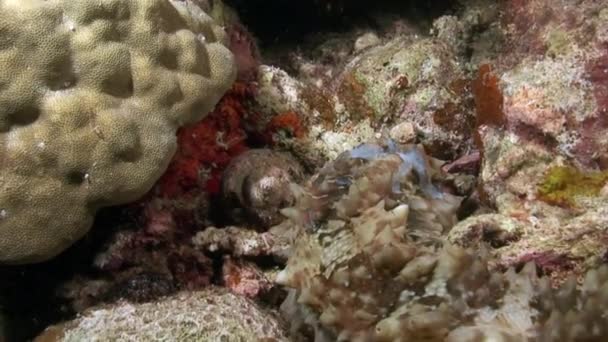 Underwater pink tropical coral Gorgonaria on seabed of Philippine Sea. — Stock Video